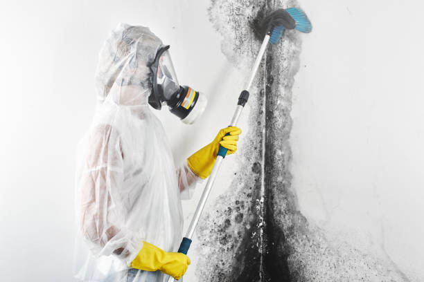 Best Dehumidification Services  in Sault Ste Marie, MI