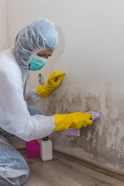 Best Mold Remediation for Healthcare Facilities  in Sault Ste Marie, MI